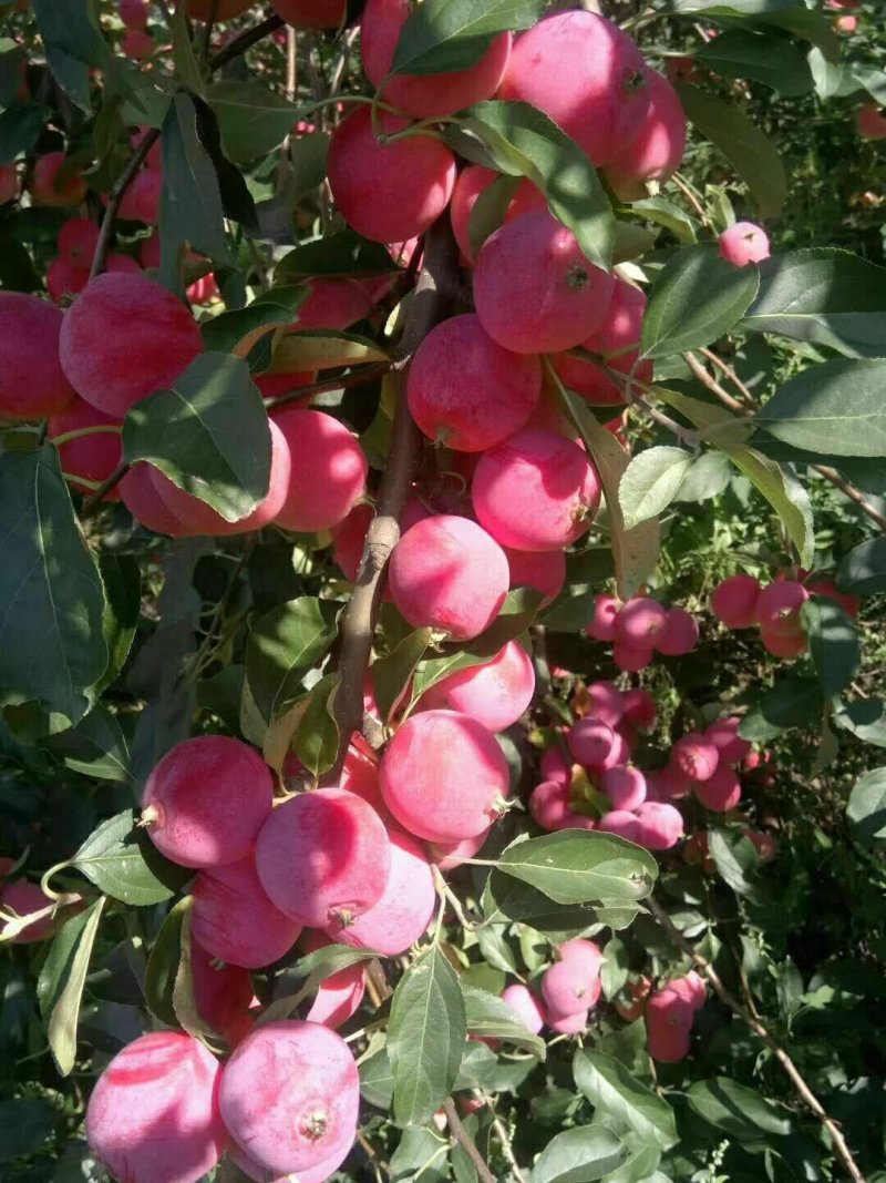 小红果
