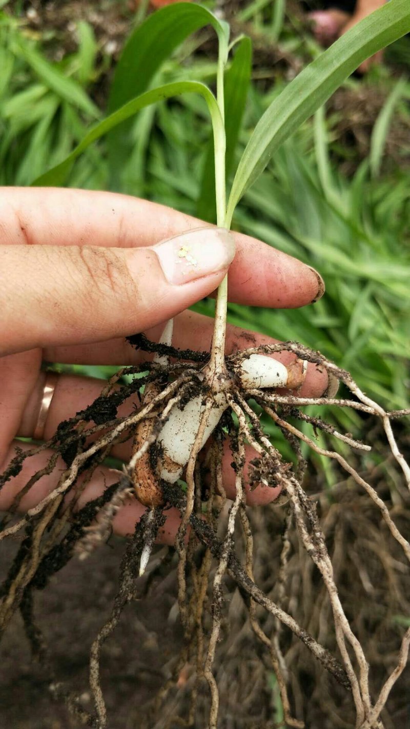 紫花三叉小白芨