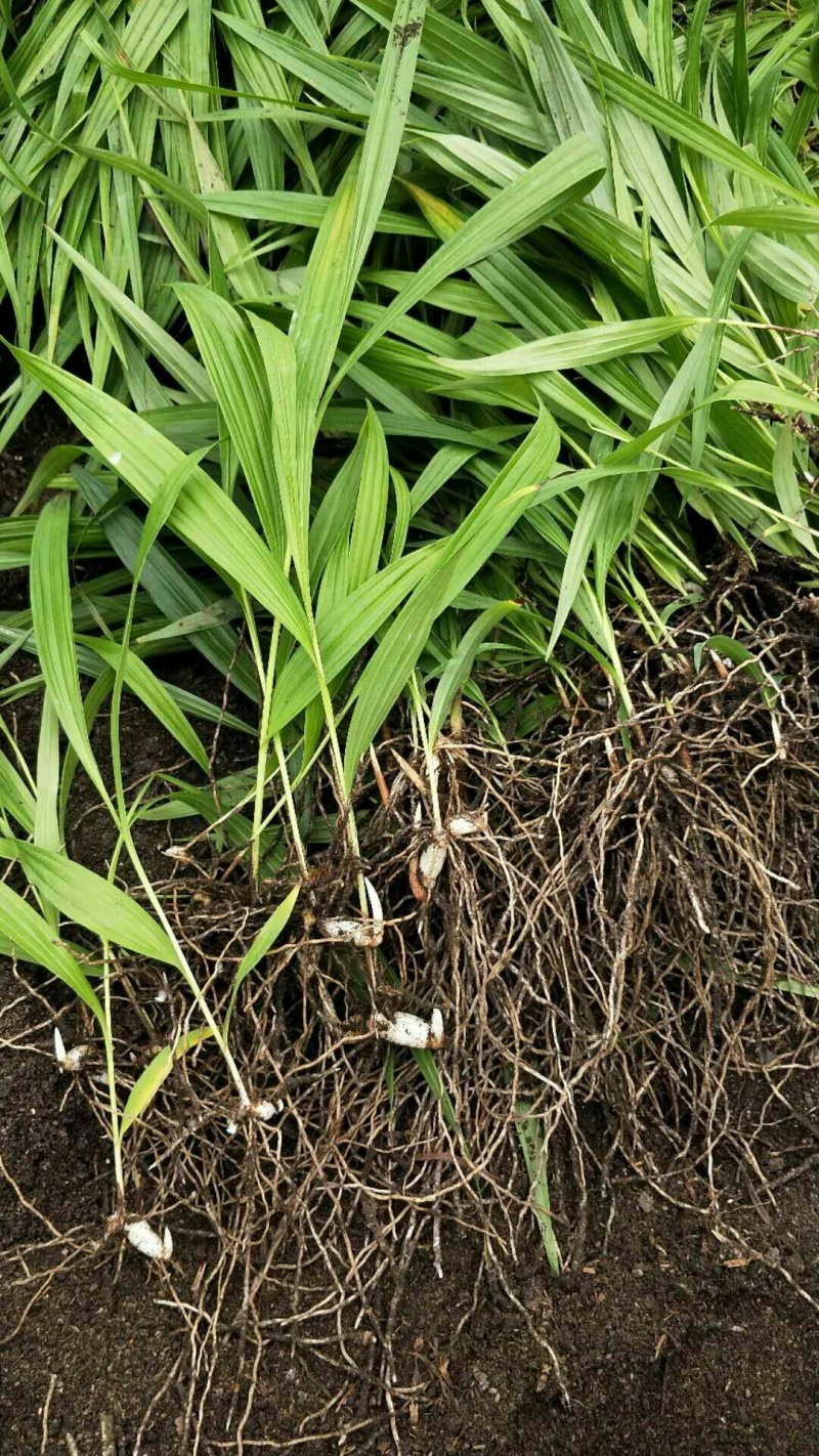 紫花三叉小白芨