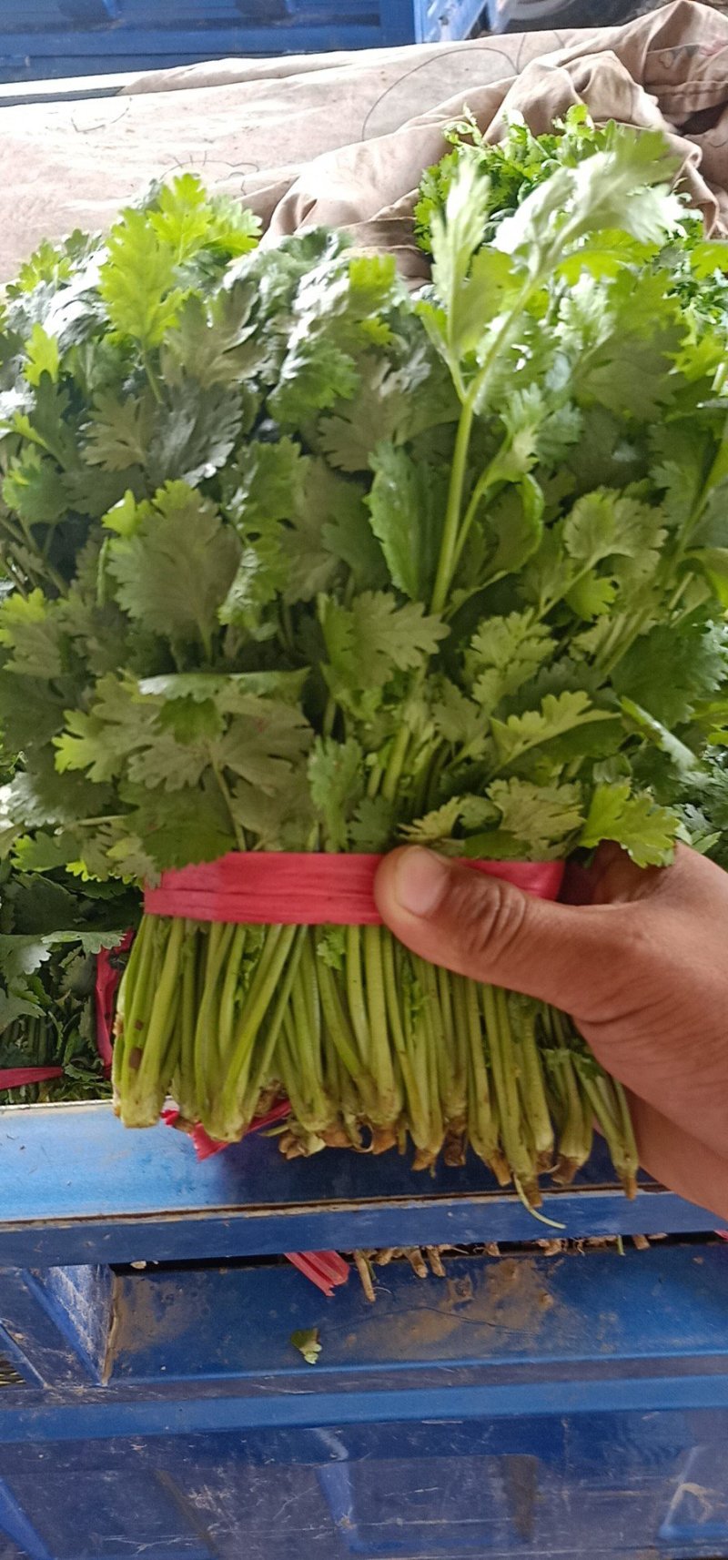 大叶香菜叶面厚黑，干净，大量现货，支持各种打包做工