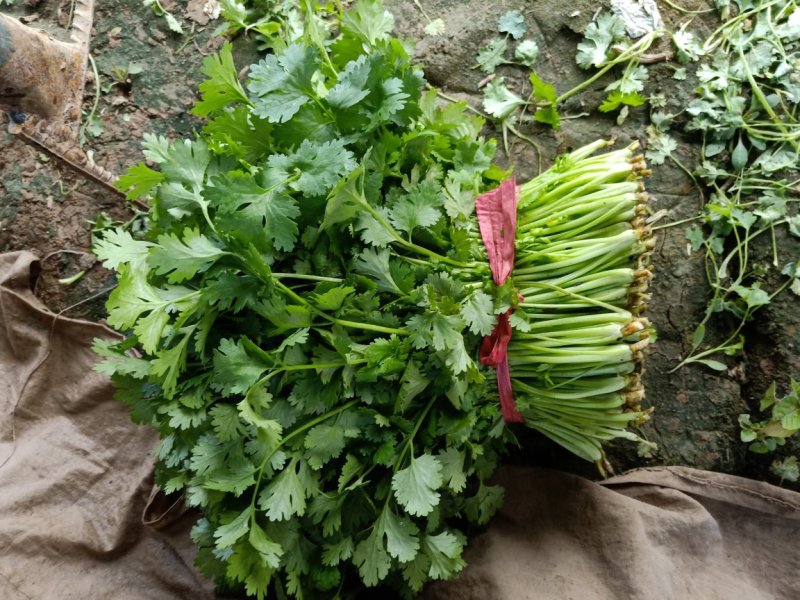 大叶香菜叶面厚黑，干净，大量现货，支持各种打包做工