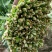 大叶香菜叶面厚黑，干净，大量现货，支持各种打包做工