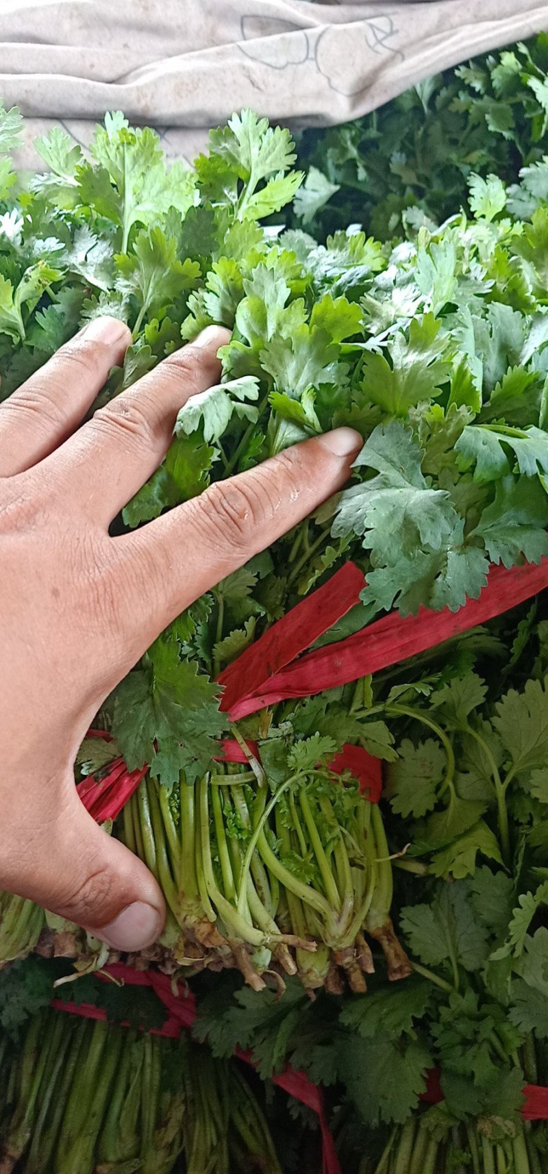 大叶香菜叶面厚黑，干净，大量现货，支持各种打包做工