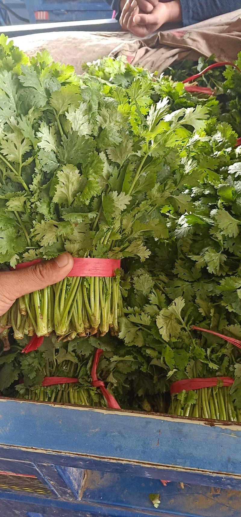 大叶香菜叶面厚黑，干净，大量现货，支持各种打包做工
