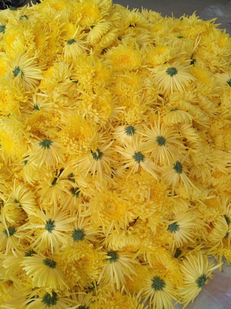 金丝皇菊