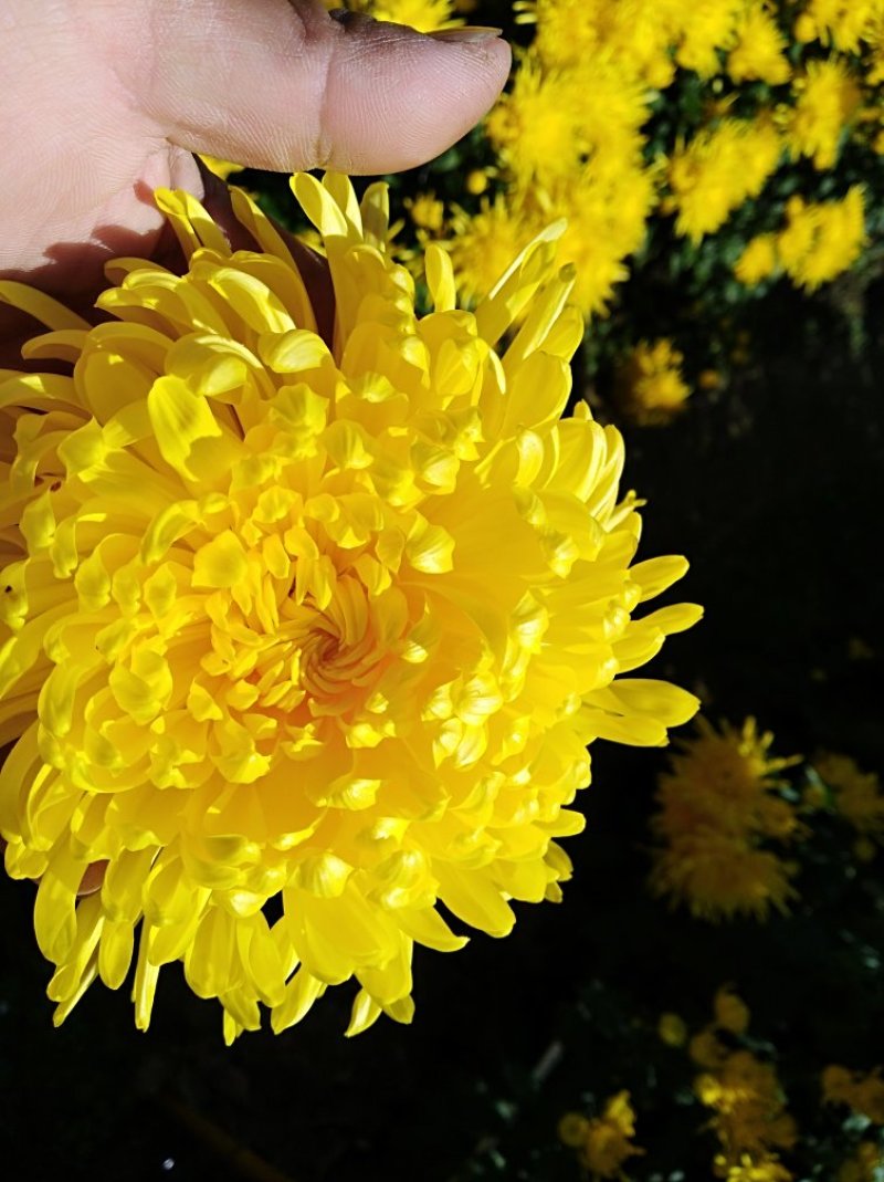 金丝皇菊