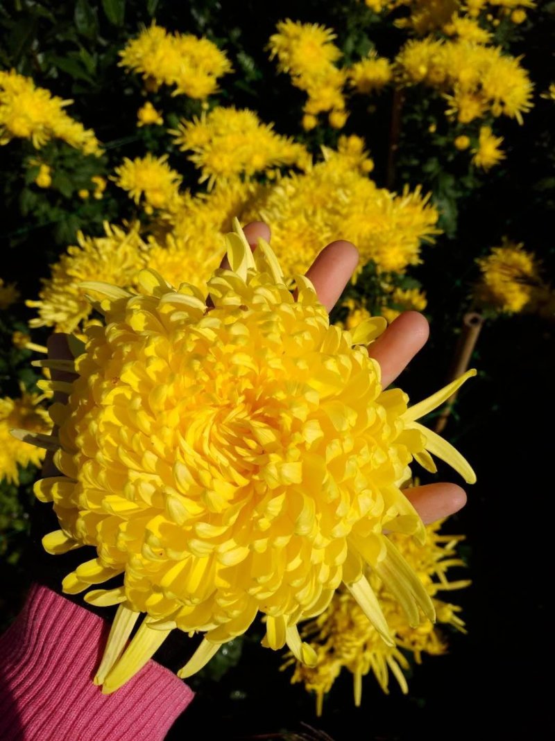 金丝皇菊