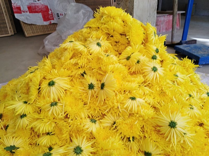 金丝皇菊