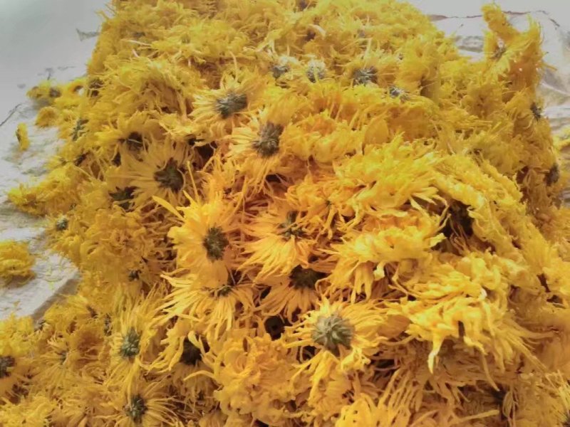 金丝皇菊