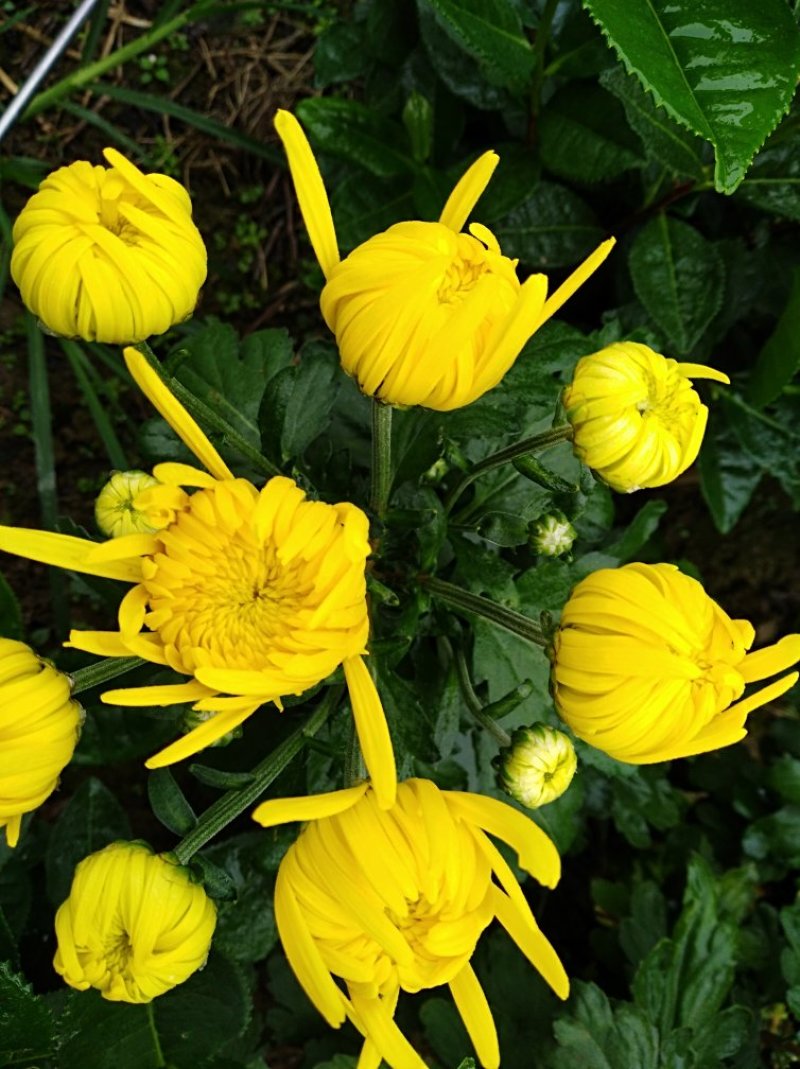 金丝皇菊