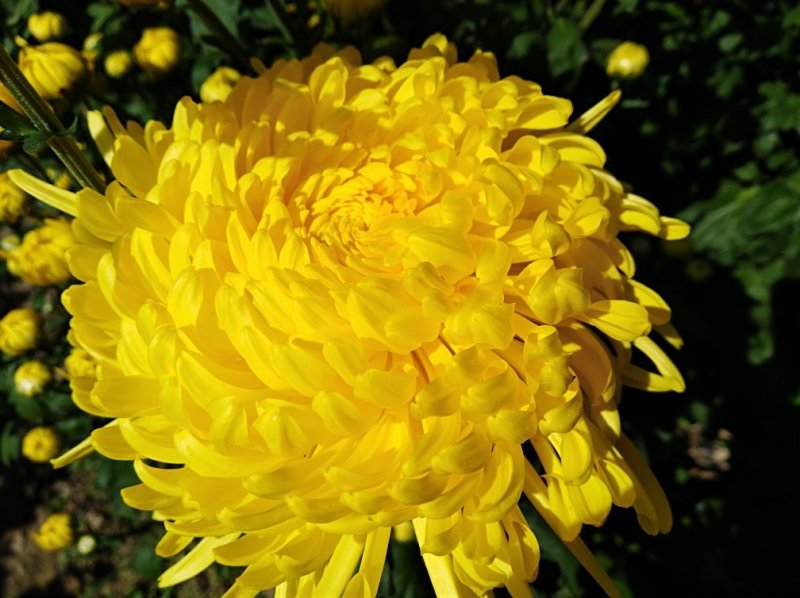 金丝皇菊