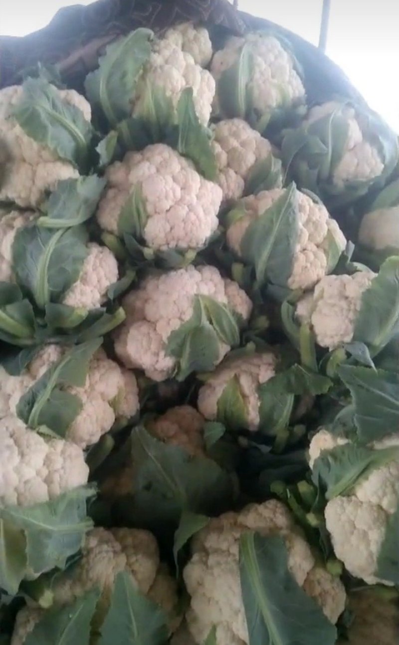 精品菜花，精品菜花，产地发货，质量保证，