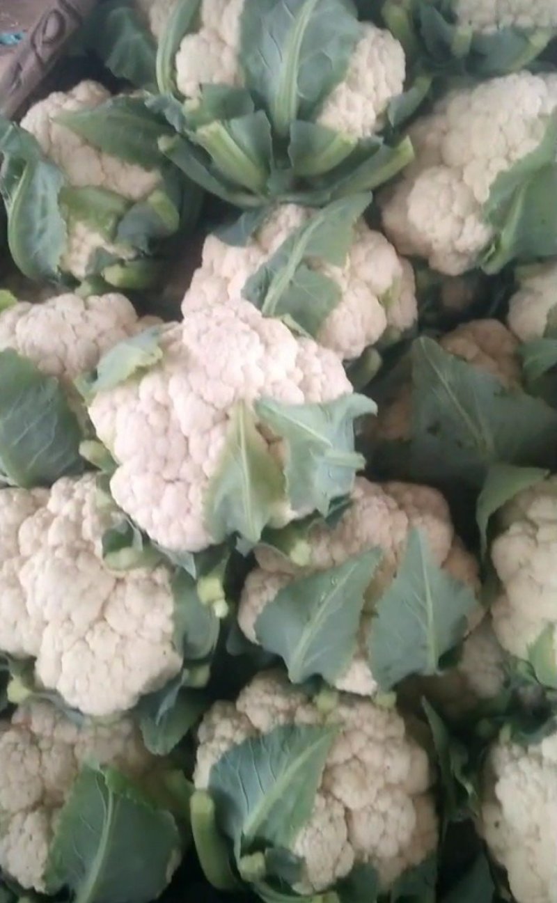精品菜花，精品菜花，产地发货，质量保证，