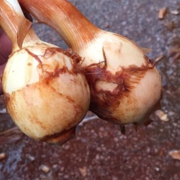 茨菇