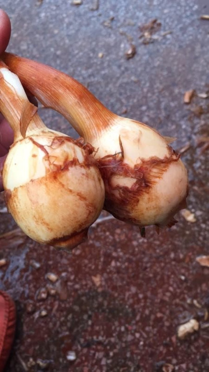 茨菇