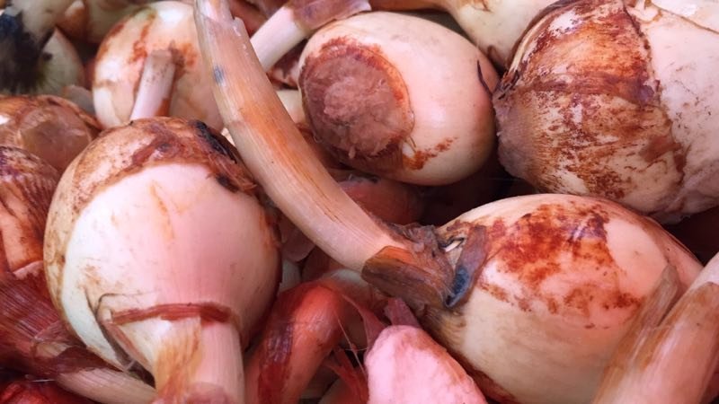 茨菇