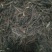 丹参