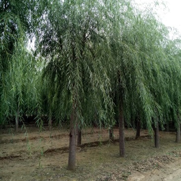 垂柳，嫁接垂柳15~20cm4~6cm3.5~4米