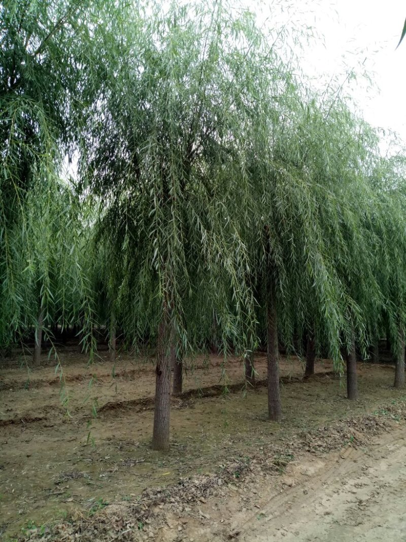 垂柳，嫁接垂柳15~20cm4~6cm3.5~4米