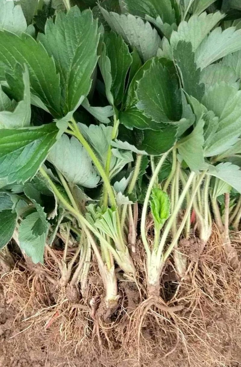 草莓苗20~30cm