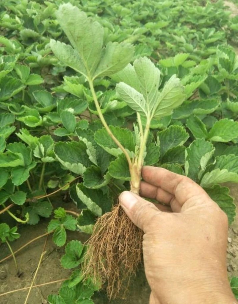 草莓苗20~30cm