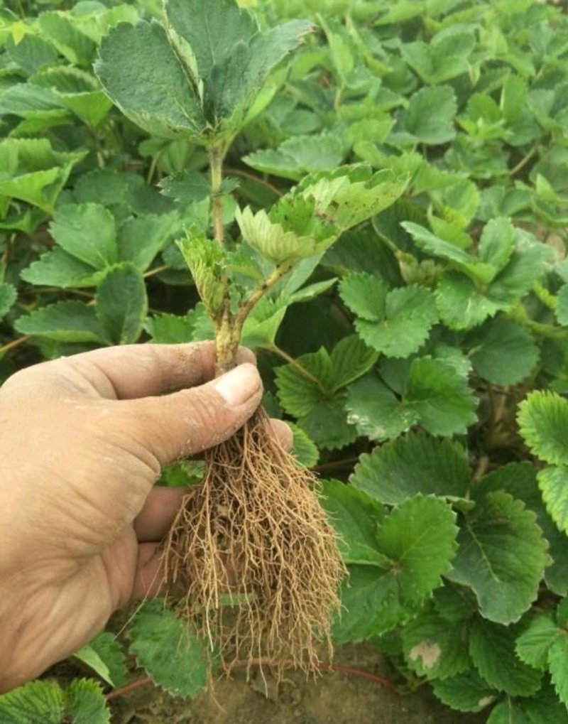草莓苗20~30cm