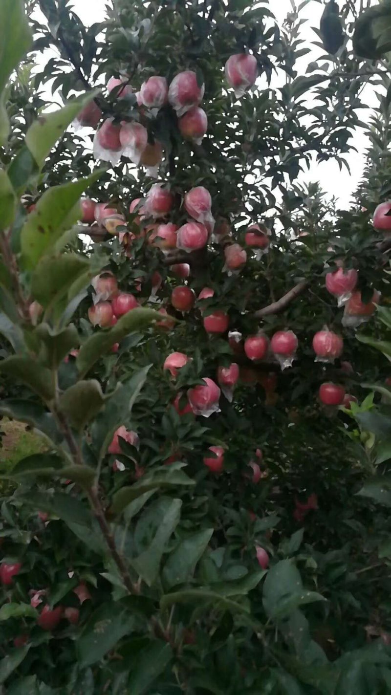 斗南苹苹果，产地直供，欢迎广大客商前来选购，真诚对待每一