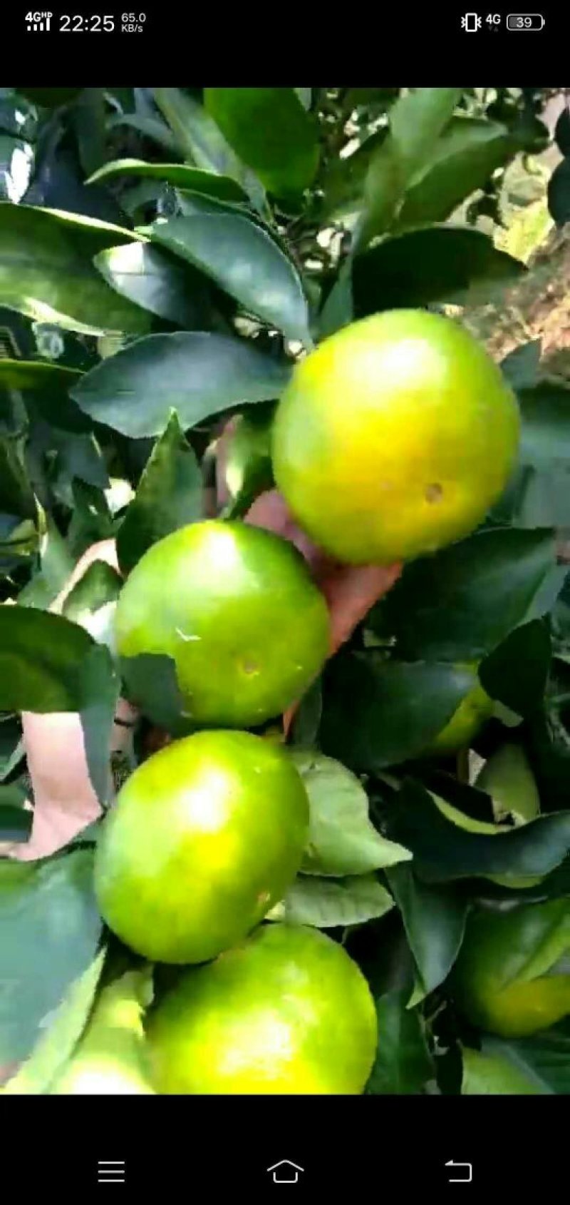 柑桔普早柑