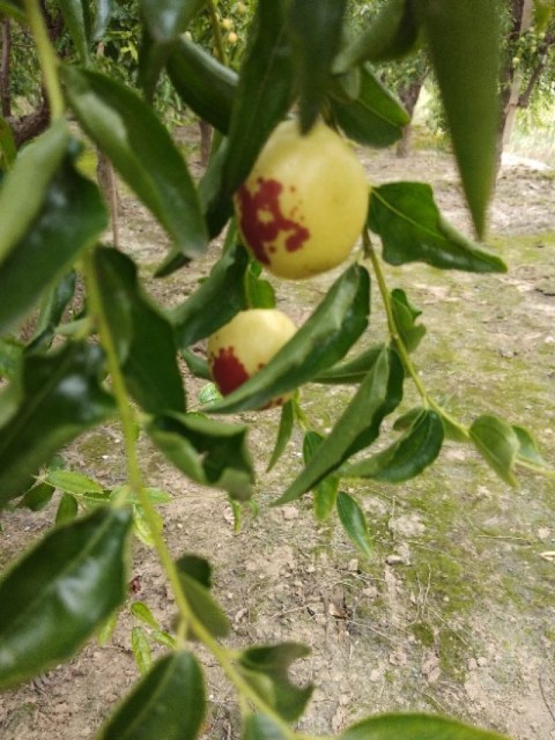 冬枣