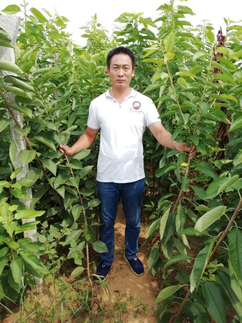 脱毒矮化樱桃苗，鲁樱5品种纯正提供种植技术