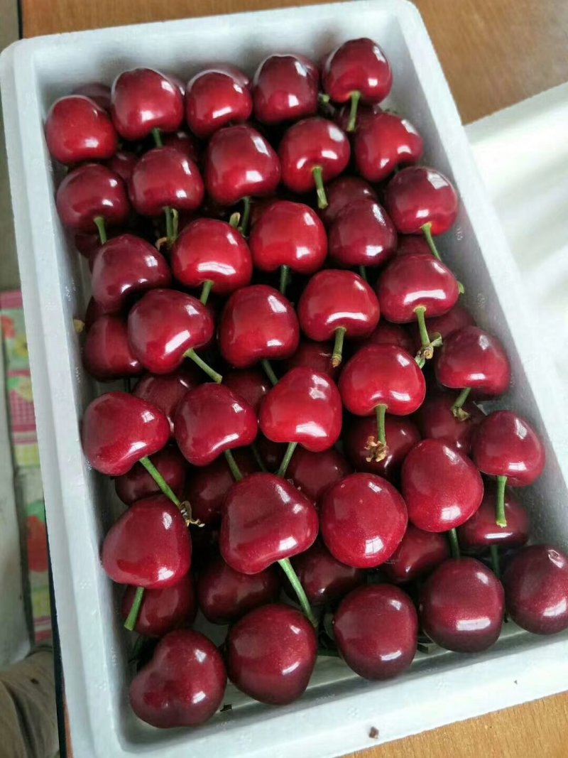 脱毒矮化樱桃苗，鲁樱5品种纯正提供种植技术