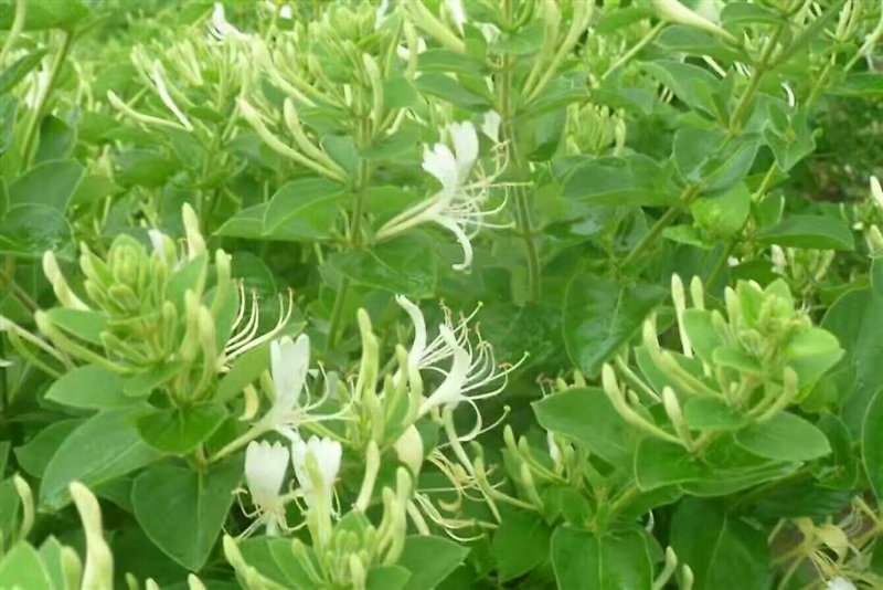 封丘正宗树型四季花烘干机筛选机研发中心河南金银花苗