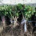 封丘正宗树型四季花烘干机筛选机研发中心河南金银花苗