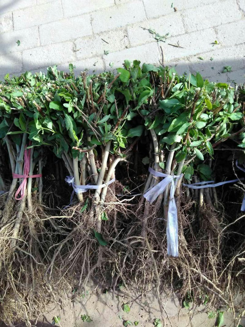 封丘正宗树型四季花烘干机筛选机研发中心河南金银花苗