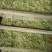 封丘正宗树型四季花烘干机筛选机研发中心河南金银花苗