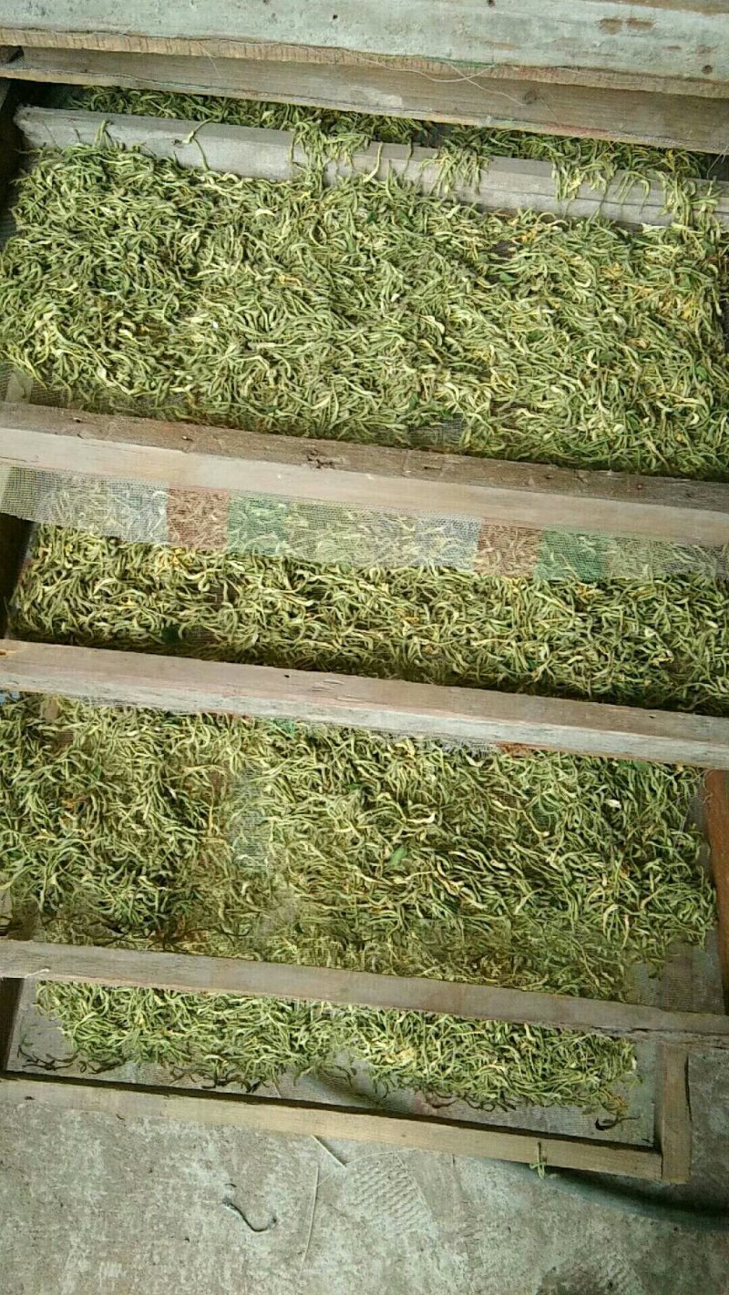 封丘正宗树型四季花烘干机筛选机研发中心河南金银花苗