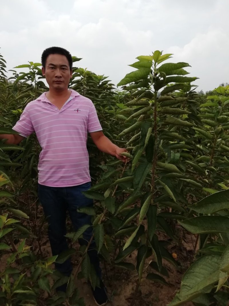 脱毒矮化樱桃苗，美早，俄罗斯8号品种纯正提供种植技术