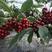 脱毒矮化樱桃苗，美早，俄罗斯8号品种纯正提供种植技术