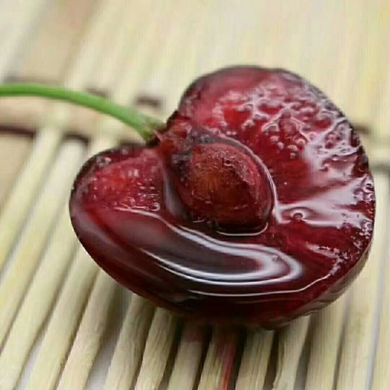 脱毒矮化樱桃苗，鲁樱5品种纯正提供种植技术