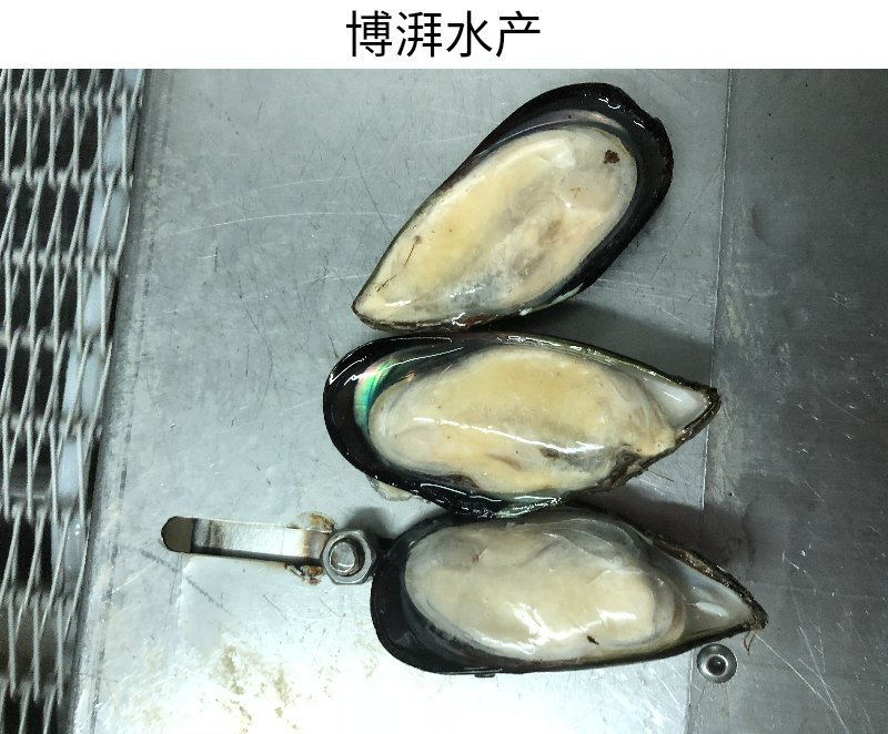 蓝口贝