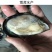 蓝口贝