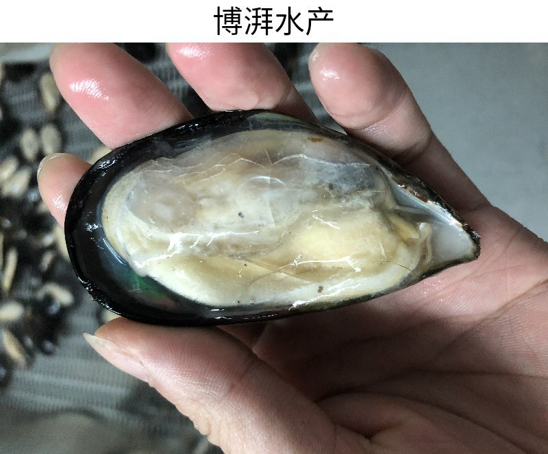 蓝口贝