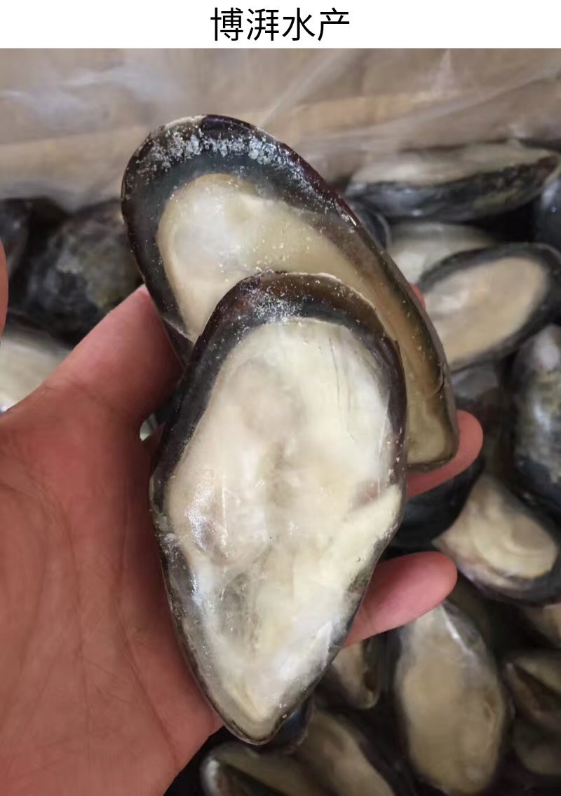 蓝口贝