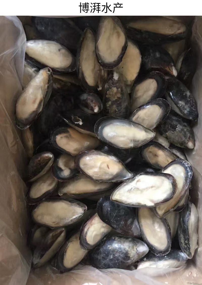 蓝口贝