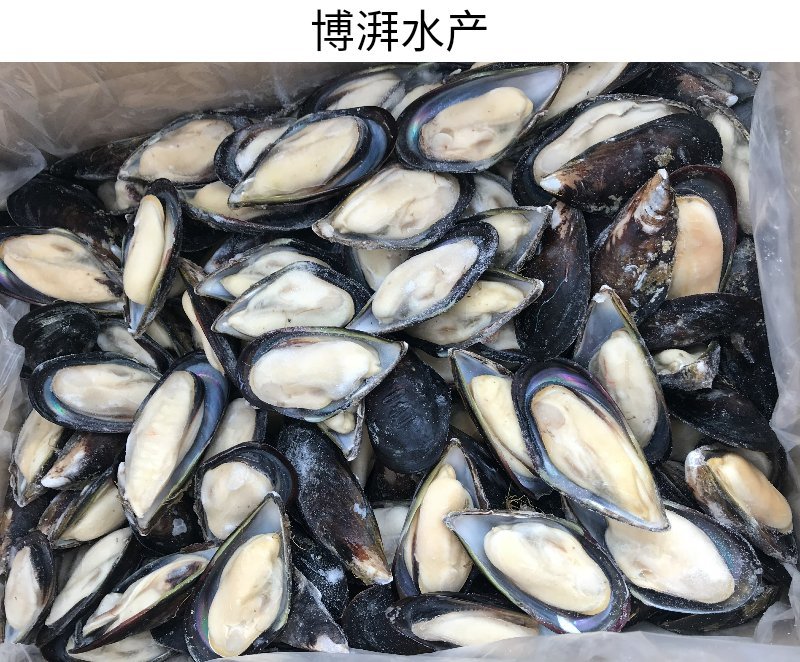 蓝口贝