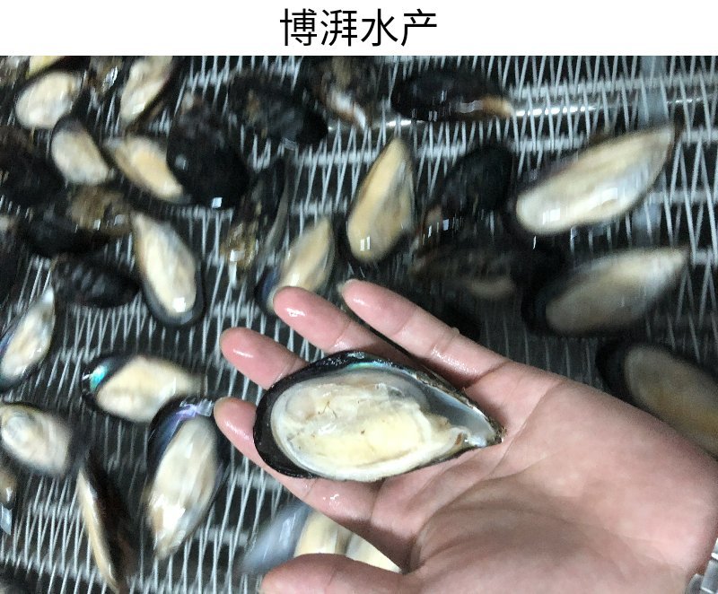 蓝口贝