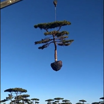 造型松树