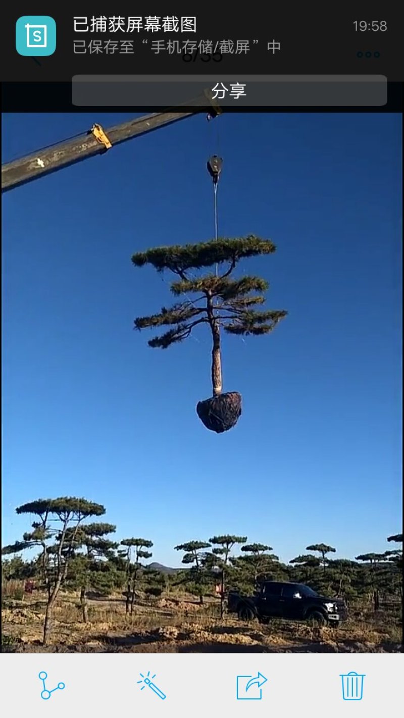 造型松树