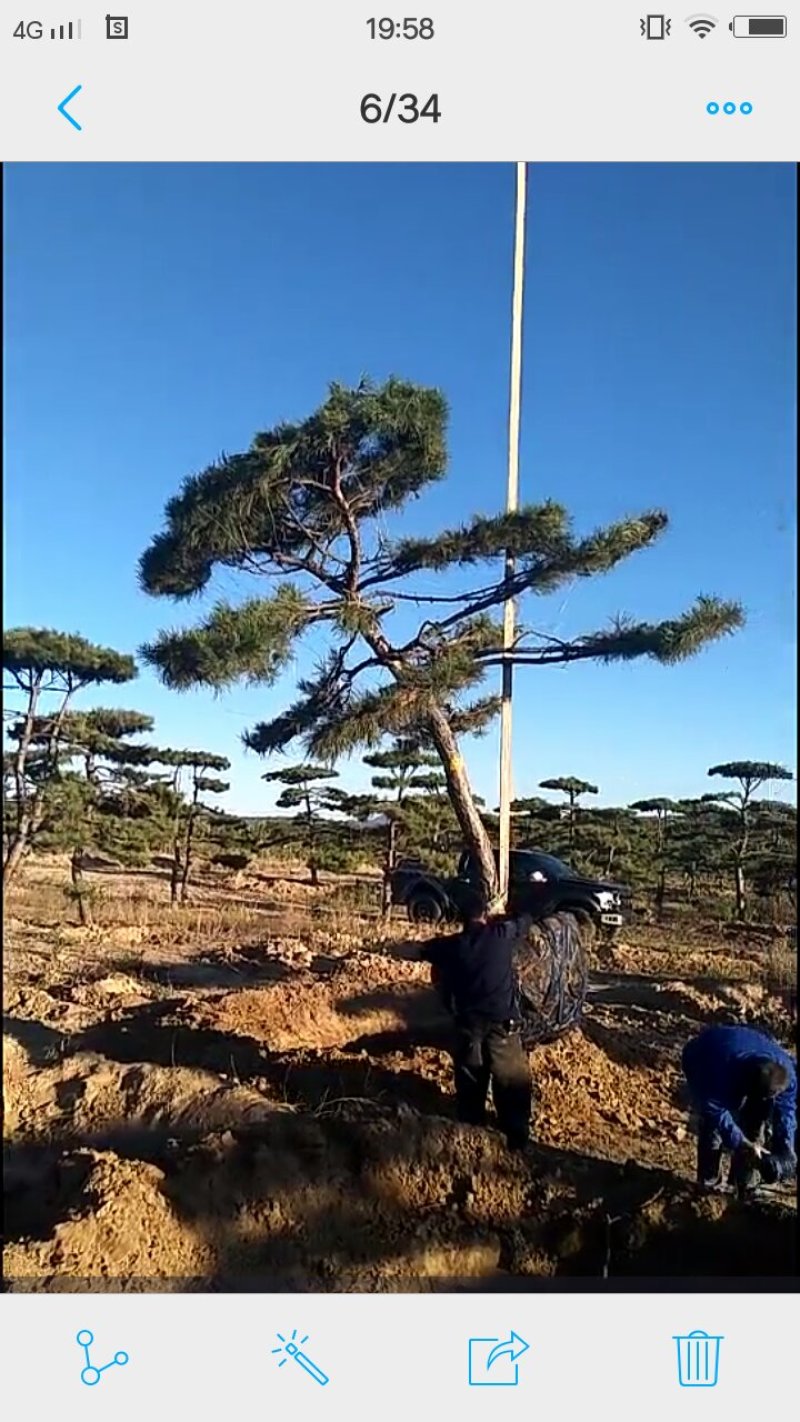 造型松树