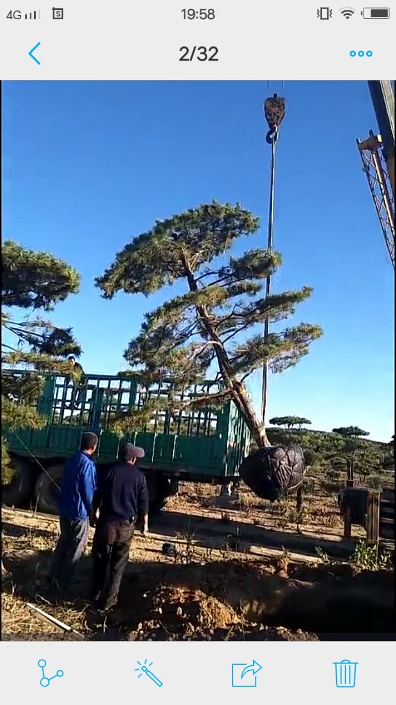 造型松树